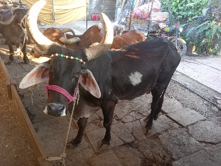 थंबनेल 2