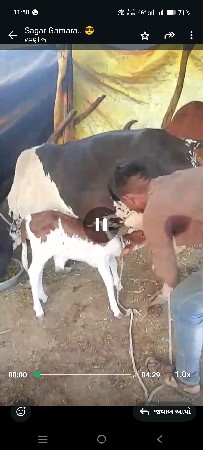 જર્સી ગાય વેચવાની છે