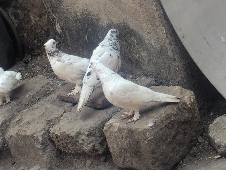 કબુતર વેચવાના છે
