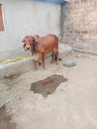 ગીર હોળકિવેસવાનીછે