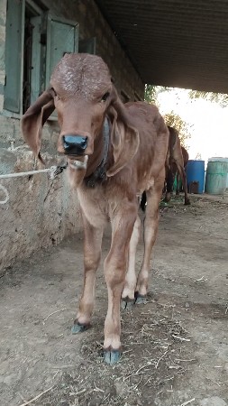 ગીર ગાય વેચવાની છે