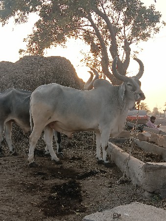 थंबनेल 3