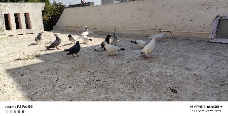 થંબનેલ 2