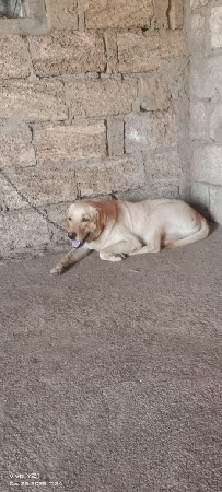 લેબરા ડોગ ફિમેલ વેશવા ની છે
