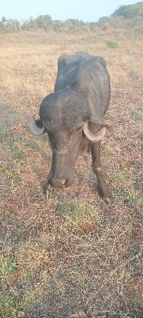 ખડેલી વેચવાની છે