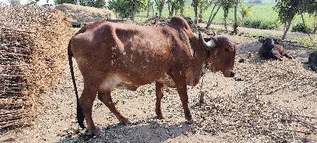 ગાય વેચવાની છે