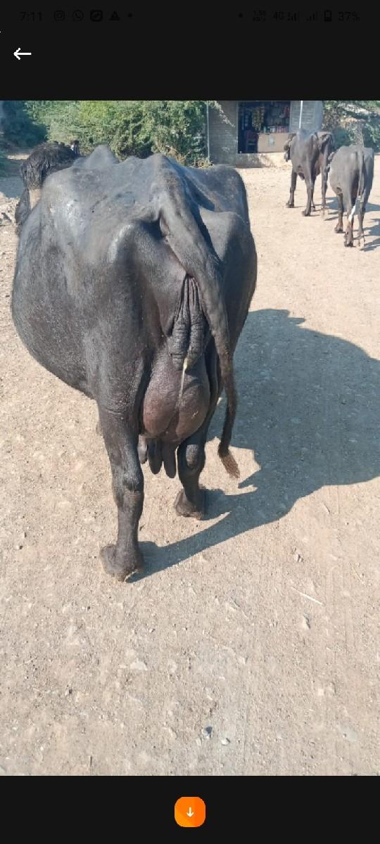 થંબનેલ 2