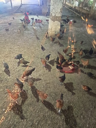 थंबनेल 3