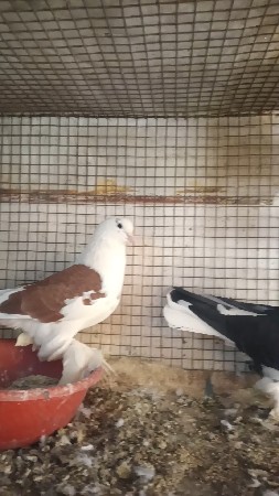 ફૂલ સાઈઝ