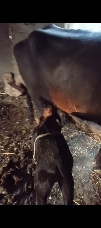 ભેંસ વેચવાની છે