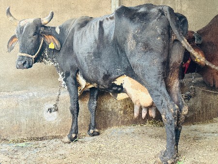 थंबनेल 2