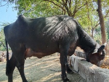 ભેંસ વેચવાની છે