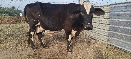 ગાય વેચવાની છે