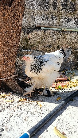 બ્રાહ્મા ની મરઘી વેચવાની છે