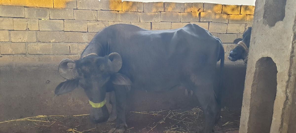 थंबनेल 3