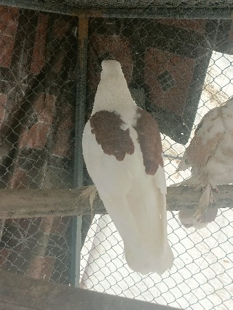 थंबनेल 2