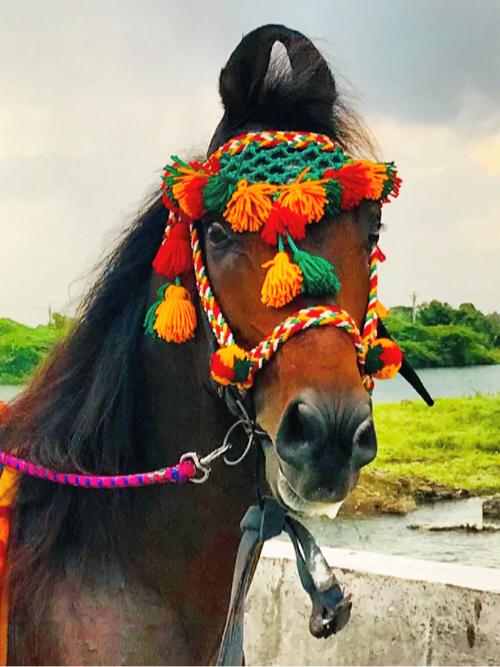 ઘોડો વેચવવા નો સે