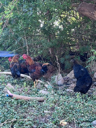 કુકડા વેચવા ના સે