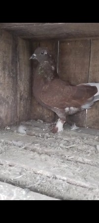 थंबनेल 3