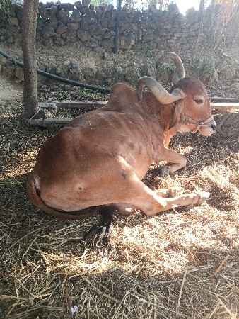 ફીમાં દેવાનો છે