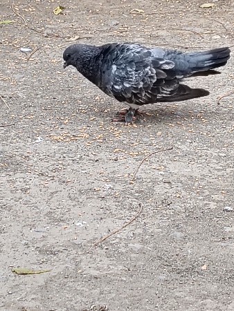 थंबनेल 2