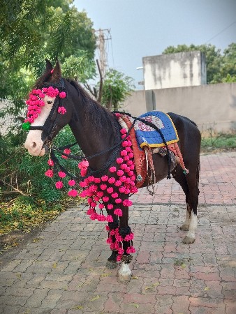 થંબનેલ 3