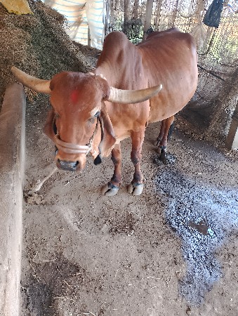 ગાય વેચવાની છે