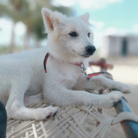 વેચવાનું છે પોમેલિયન