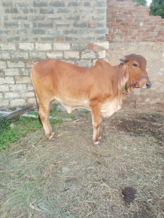 થંબનેલ 3