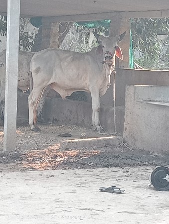 aana jevo vashdo levano se