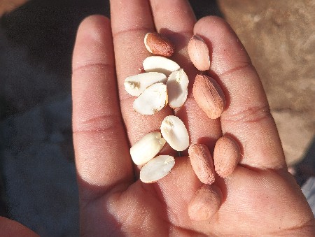 ૫૫૫ નંબર મગફળી