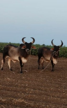 બળદ વેચવાના છે