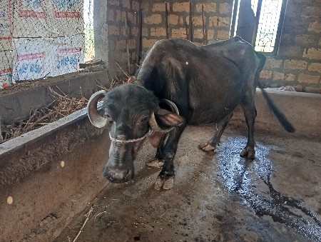 थंबनेल 2