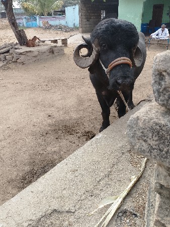 थंबनेल 2