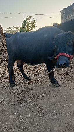 थंबनेल 2