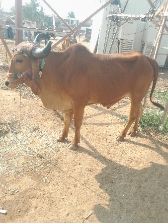 શિવ સહિત