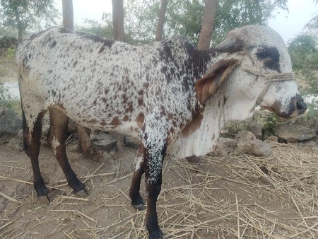 ગીર વાસડી