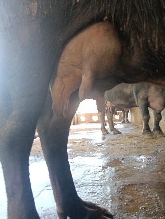 ભેશ વેસવાની. છે