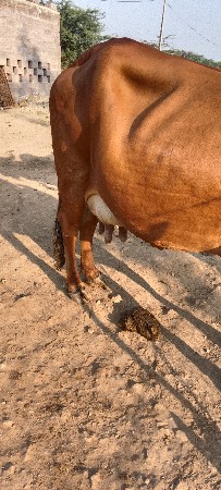 થંબનેલ 2