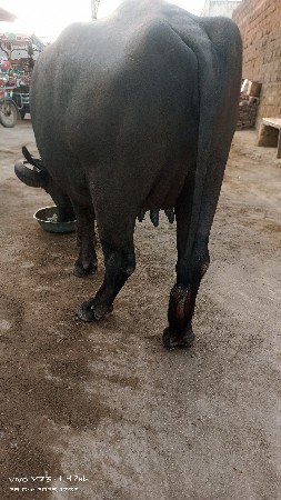 थंबनेल 2