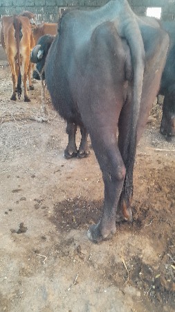 થંબનેલ 3