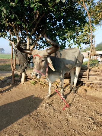 थंबनेल 3