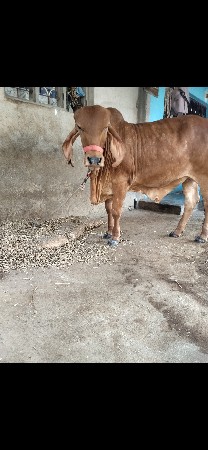 થંબનેલ 1