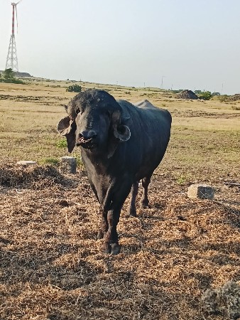 થંબનેલ 2