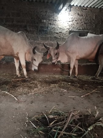 બળદવેશવાનાછે