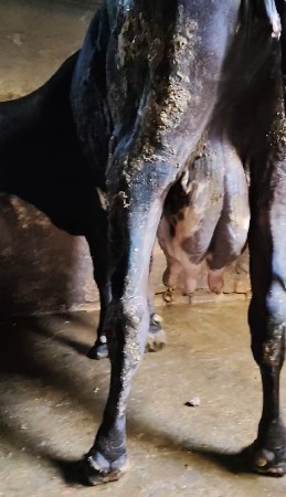 थंबनेल 2