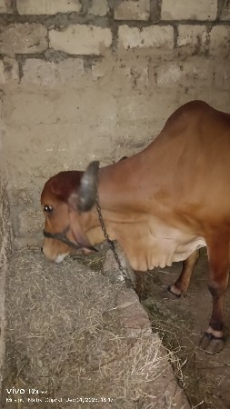 થંબનેલ 3