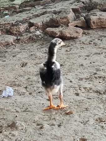 થંબનેલ 6