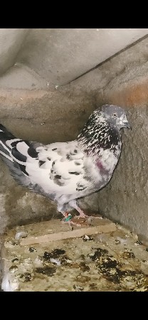 થંબનેલ 2