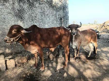 બળદ વેસવાના છે